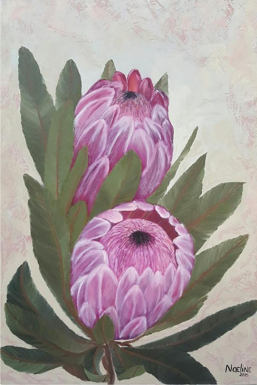 Pink Proteas